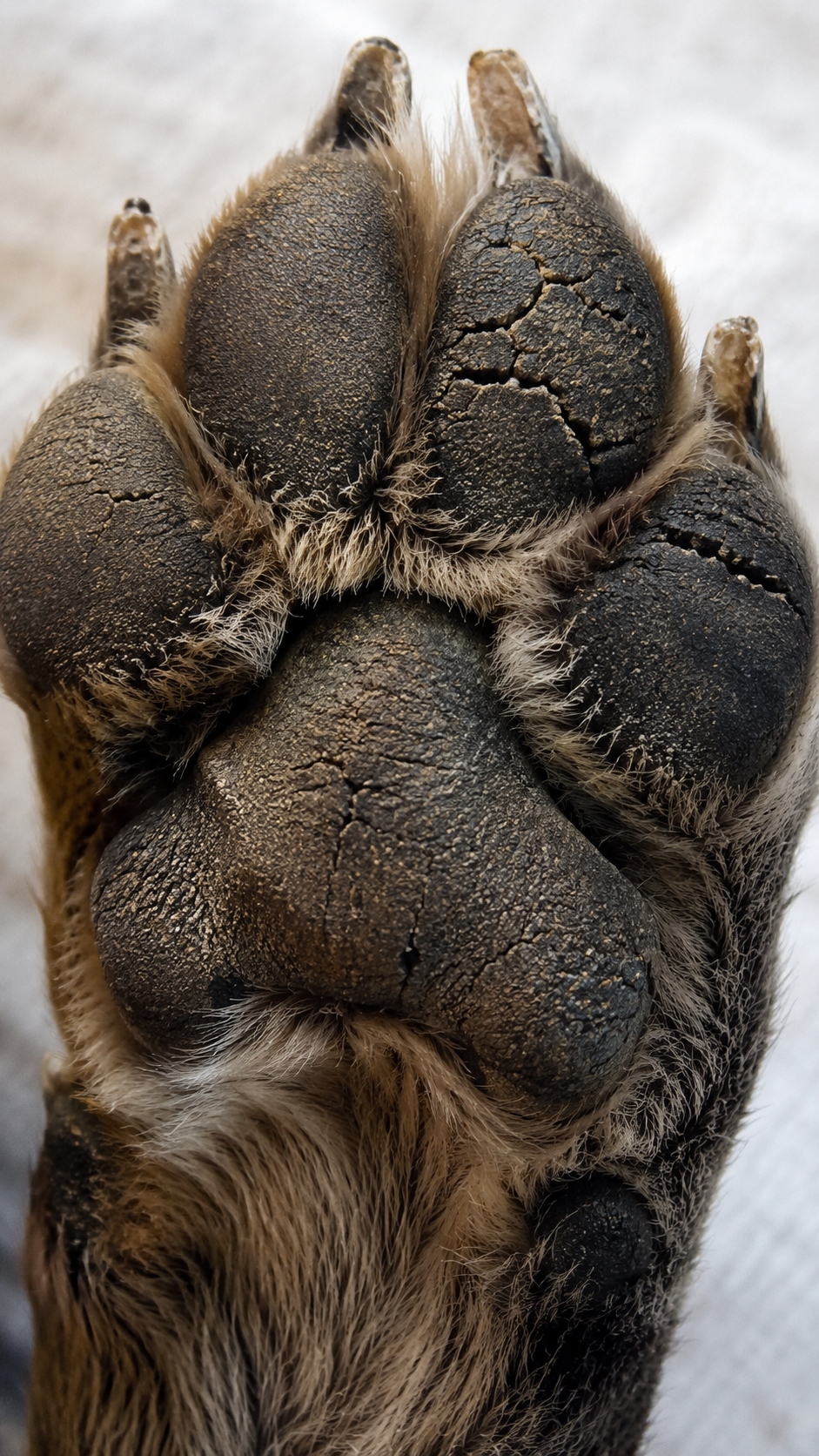 Dry, cracked dog paw pads before care